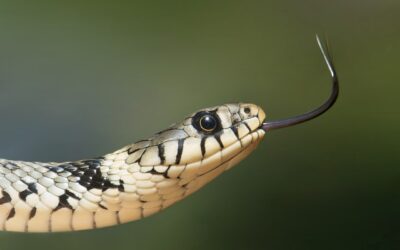 Sonhar com Cobra: Desvendando os Mistérios deste Símbolo Poderoso