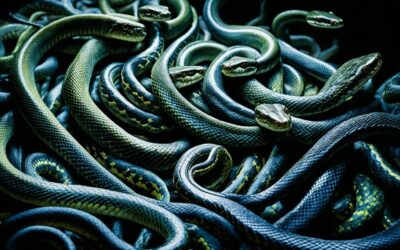 sonho com varias cobras – Significados e Interpretações